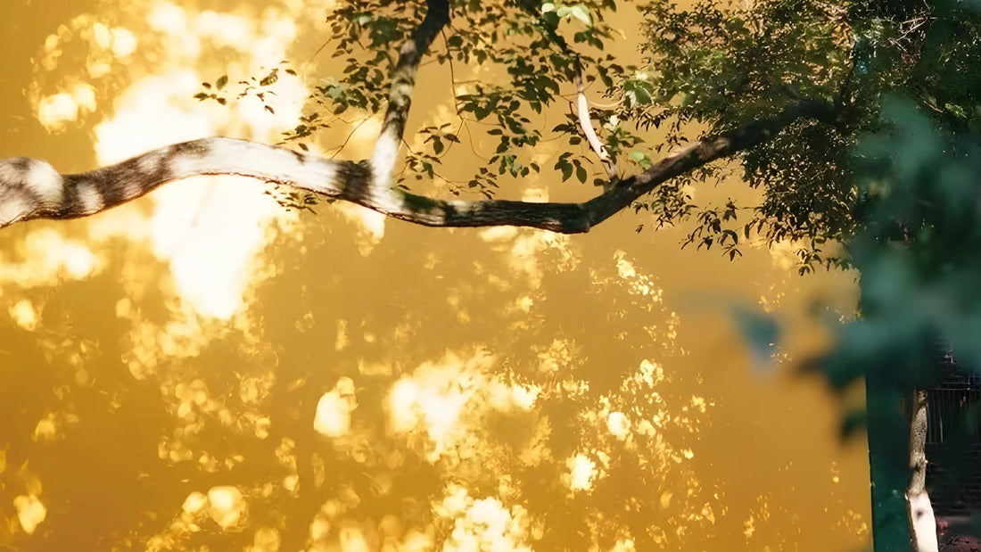 A person dressed in a black robe walks past a bright yellow wall 1