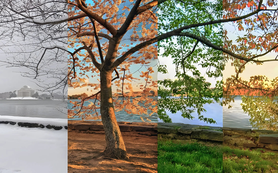 This is an image showcasing the changing seasons with a tree representing winter, spring, summer, and autumn.