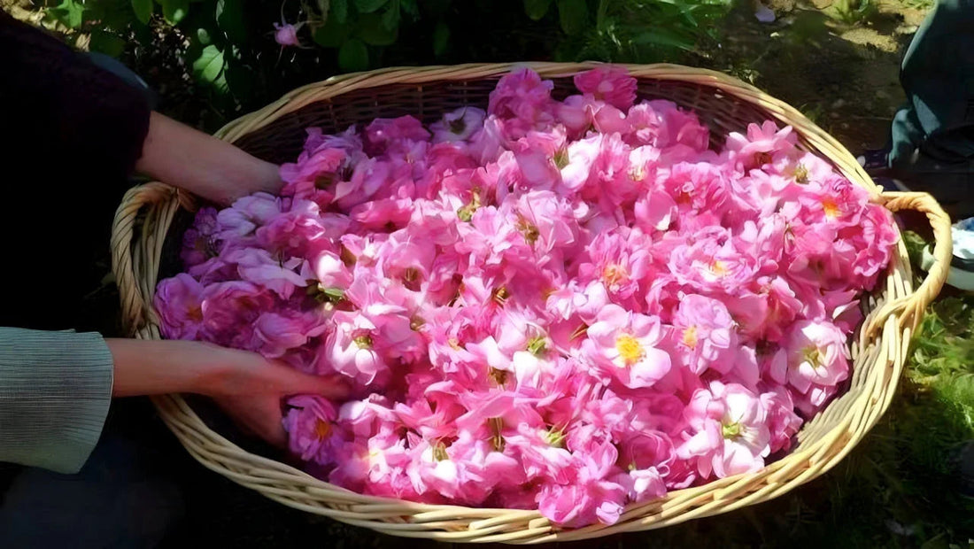 Elegant flat lay of rose tea, fresh rose flowers, and skincare elements for beauty ritual"