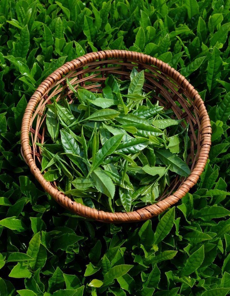 Health Benefits white tea from the tea mate