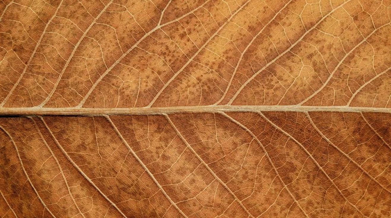 Unlock the Power of the Metal Element with White Tea: A Guide to Focus, Breath & Emotional Clarity