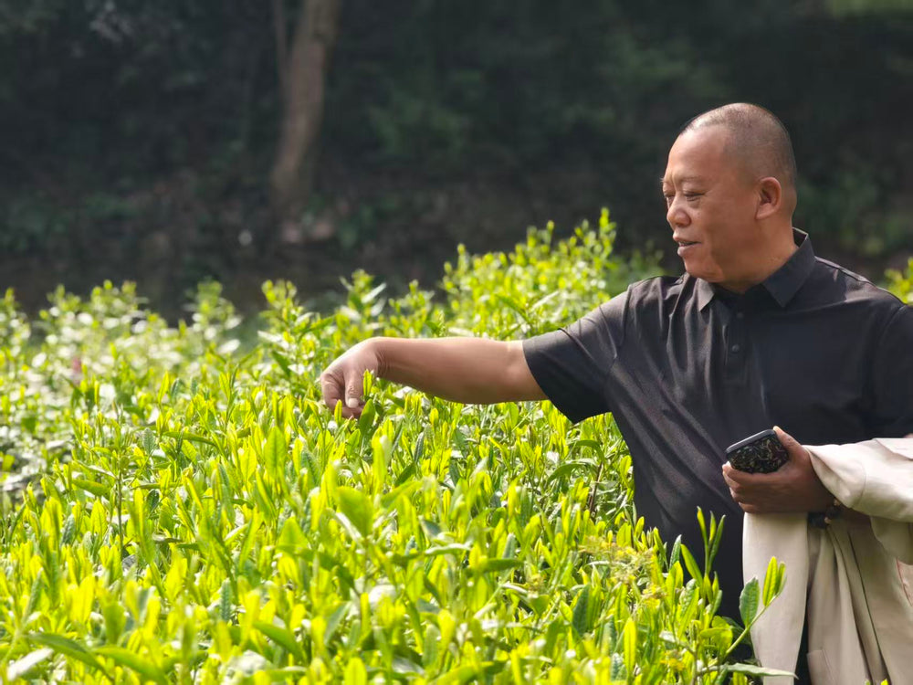 A visit to a tea garden in China